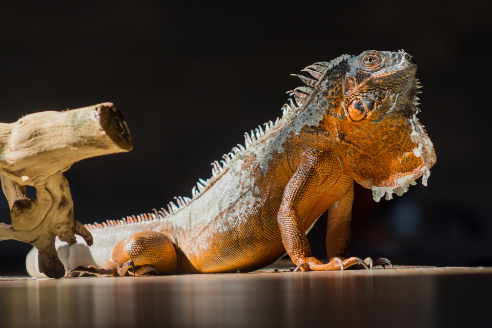 iguana